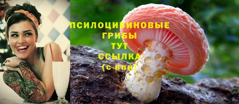 закладки  Заволжск  Галлюциногенные грибы Psilocybine cubensis 